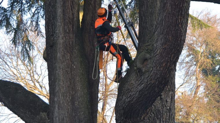 CHE COS’E’ IL TREECLIMBING? (L’arrampicata sull’albero)