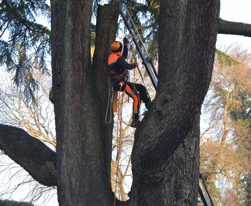 CHE COS’E’ IL TREECLIMBING? (L’arrampicata sull’albero)