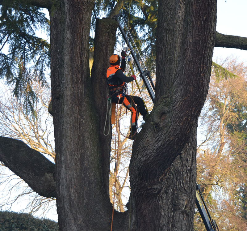 TreeClimbing