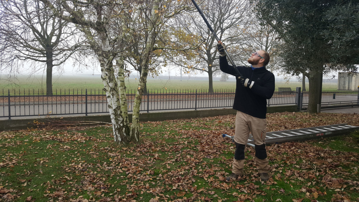 Gli alberi sani non dovrebbero essere potati