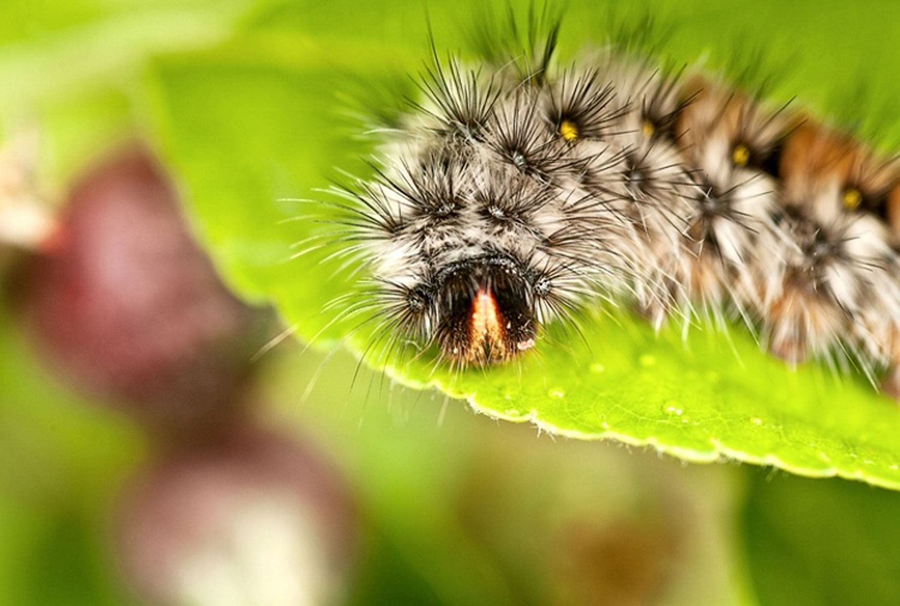 Thaumetopoea pityocampa trattamento fitosanitario