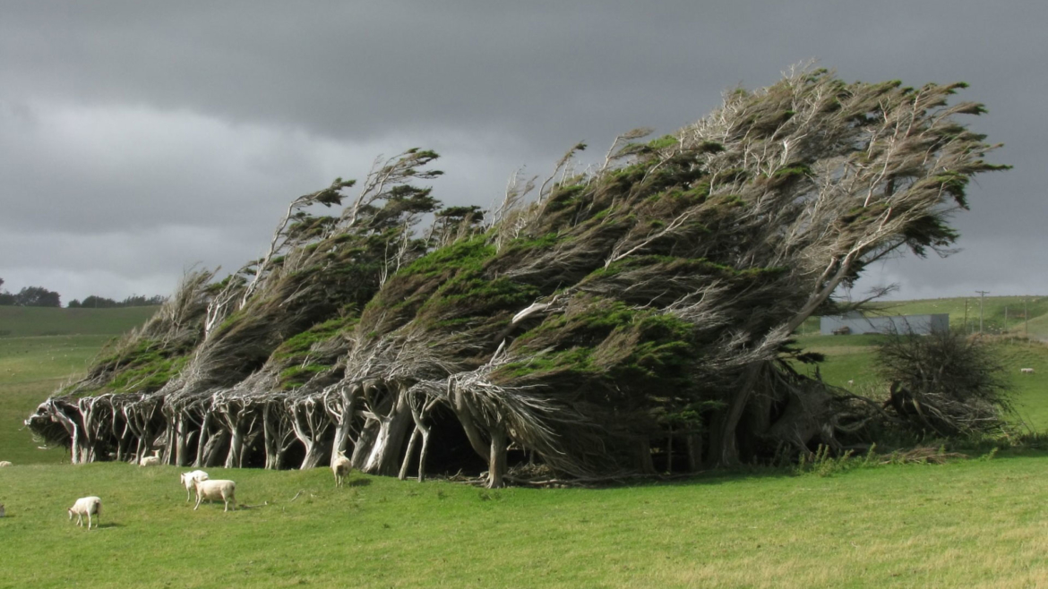 Gli alberi, il vento e le vele