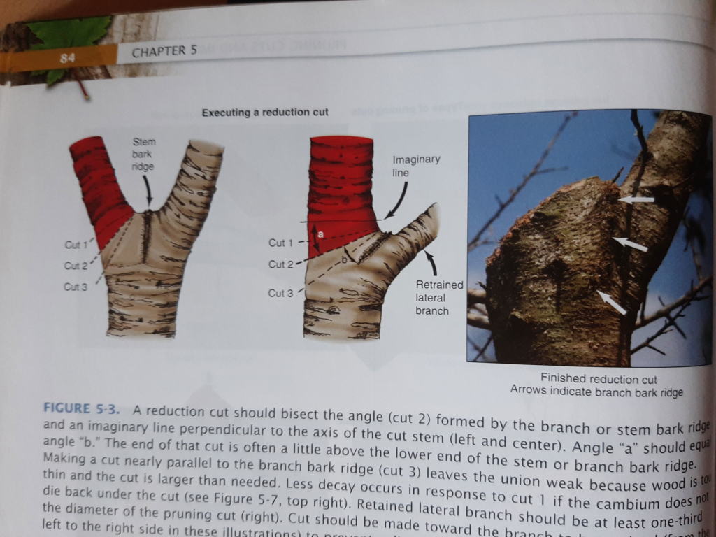 Libro Pruning