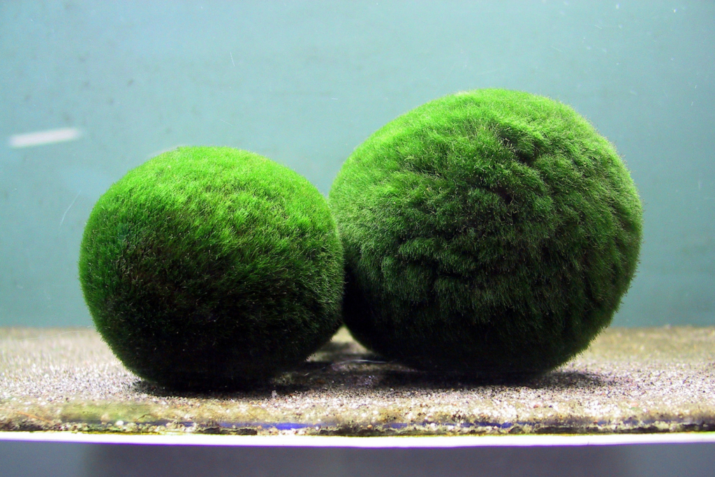 Marimo