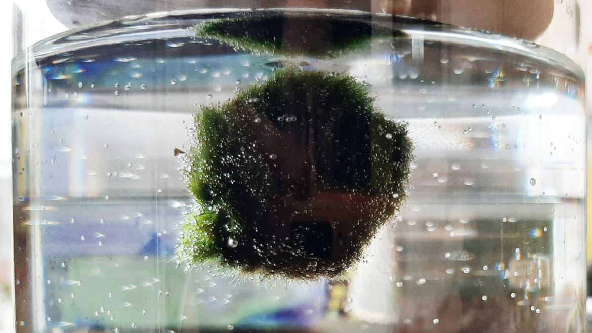 Scopriamo il MARIMO